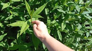 Прищипка флоксов на пышное цветение