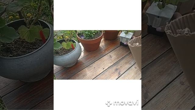 КАК Я ПАКУЮ ГОРТЕНЗИИ ДЛЯ ПОЧТЫ РОССИИ // ВАЦАП ДЛЯ ЗАК? смотреть онлайн