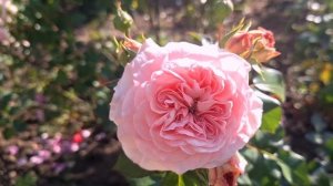 ОСЕННЕЕ ЦВЕТЕНИЕ РОЗ МИСТЕРИ ГЁРЛ 💛  Ю АР БЬЮТИФУЛ ❤?