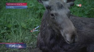 Подмосковная прокуратура устанавливает обстоятельства ДТП, в котором пострадал лосенок