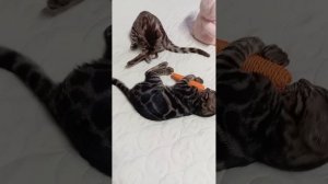 Бенгальская девочка 3,5 месяца Снежная сепия