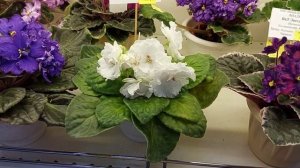 03.03.2025.НОВИНКИ/Выставка фиалок в Доме фиалки(МК)#фиалки