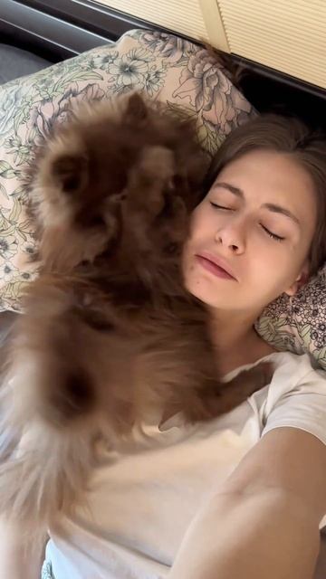 Вот это чихнул 🤣 #доброеутро #собакаулыбака #собакаприколы #шпиц #собакиприколы #собакадругчеловека смотреть онлайн