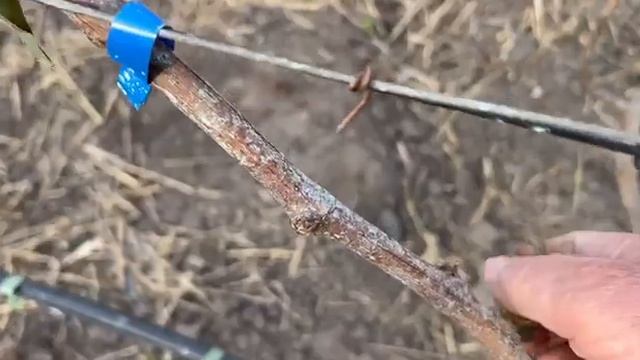 Реанимация виноградника после апрельского мороза