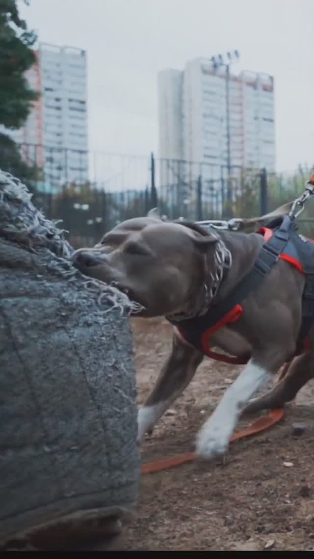 Агрессивный амстафф в работе. #shorts #амстафф #стаффорд #amstaff #amstaffattack #агрессиясобаки смотреть онлайн