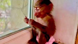 Увидев кого принесла мне Леокадия, я от неожиданности выпустила из переноски ВСЕ