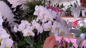 Фаленопсисы белые бабочки: Грандифлора и круглая