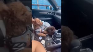 Слишком Смешно для Ютуба: Лучшие Мемы с Котами и Собак?