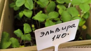 Цены на рассаду продолжают удивлять.