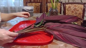 Крупную строманту и спатифиллум нужно укоренить. Как ?