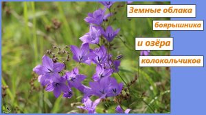 Цветущие озёра колокольчиков и земные облака боярышника. Май 2025