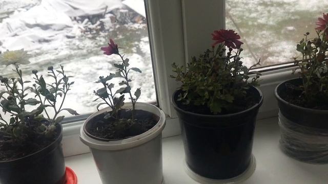 ХРИЗАНТЕМА МУЛЬТИФЛОРА ХРИЗАНТЕМА ПІД СНІГОМ ПРИЙНЯЛ смотреть онлайн