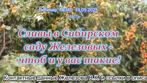 Железов Валерий. Вебинар 340. ч.1. Сливы в Сибирском саду Железовых - чтоб и у вас такие!