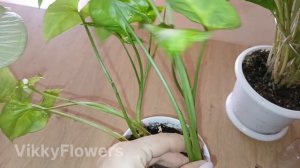 Вытянулся Сингониум? Сделай так! Черенкование и размн?