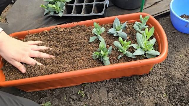 СЕКРЕТЫ ВЫРАЩИВАНИЯ ЭУСТОМЫ пересадка рассады на постоянное место для пышного куста