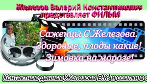 Саженцы С.Железова. Здоровые, плоды какие! Зимовка на морозе!