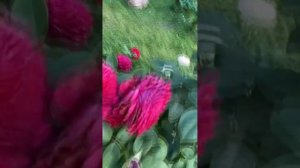 Розочка Alain Souchon (Ален Сушон)