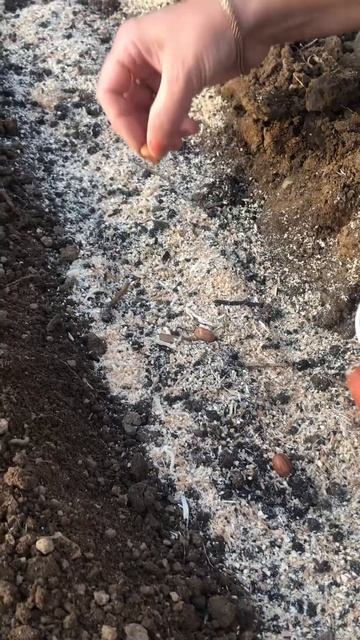 Наш огород✅| сажаем арахис🥜 #арахис #огород смотреть онлайн