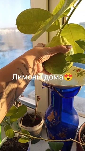 Лето в декабре на подоконнике смотреть онлайн