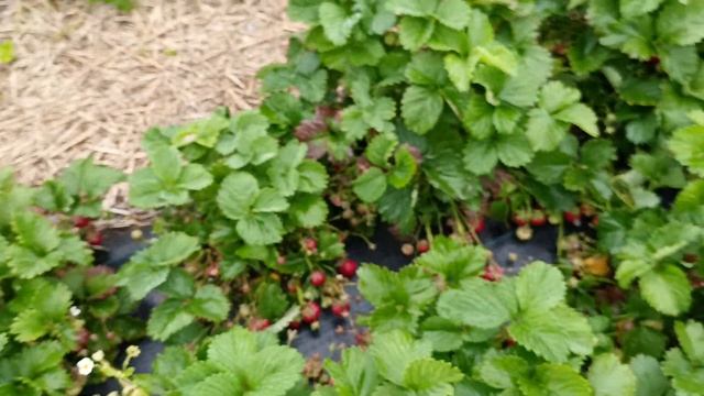 Солодка полуниця сорту Полка смотреть онлайн