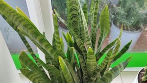 Густые, пышные высокорослые красавицы сансевиерии #sans