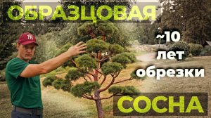 Результат 10 лет обрезки сосны НИВАКИ