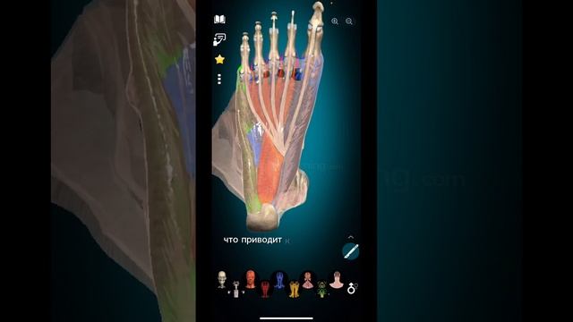 Что такое "пяточная шпора"? #medical #anatomy
