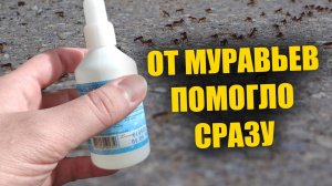 Средство от муравьев. Как избавиться от муравьев. Борьба с муравьями