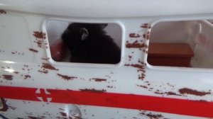 СМЕШНЫЕ ХОМЯЧКИ В БОЛЬНИЦЕ! Куки клизма и укол - ел песок! Приключения Куки и Кики Даринелка