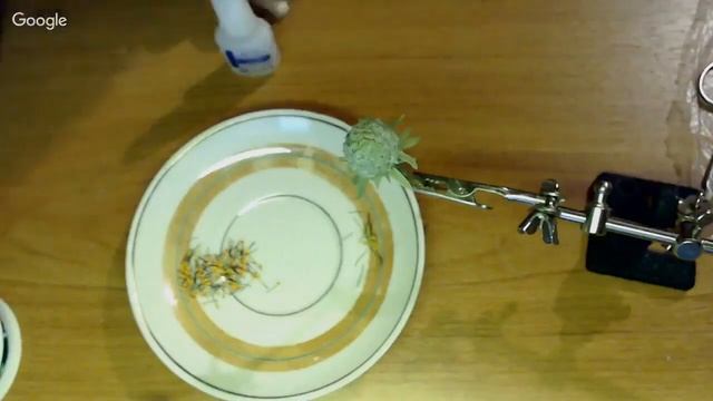 Цветок Эхинацея из холодного фарфора Лепка Брошь Зако смотреть онлайн