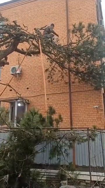 Бензопила ZimAni MS200T #бензопила #stihl #арбористика смотреть онлайн