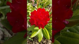 Рододендрон из Wildberries