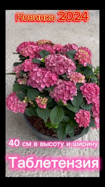 🔥Самая миниатюрная крупнолистная гортензия Tabletensia Т? смотреть онлайн