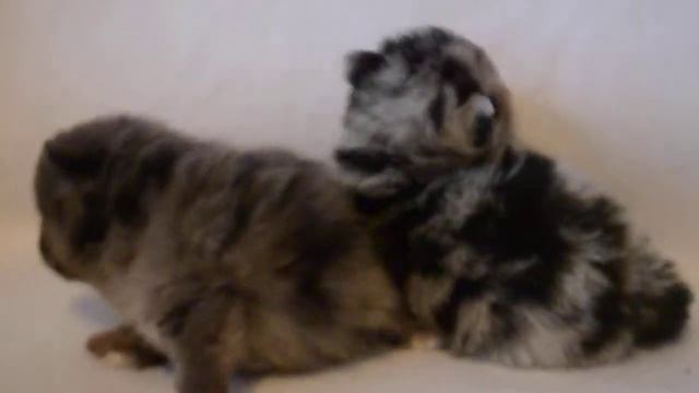 Мерле мальчики шпица 3нед. смотреть онлайн