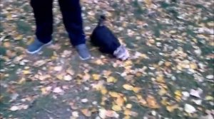 Прикол. Собачьи бои. Бойцовская собака Йорк.