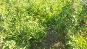 Портулак, сорняк или полезное растение🌱🌱🌱