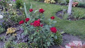 Розы,клематисы после захода солнца. Роза Ля Севильяна,