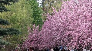 сакура сирень городские зарисовки