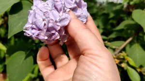 Сирень "ОЛЯ".Первый цветонос - 1.06.2024.