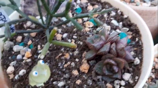 Все мои суккуленты. Домик для суккулентов. Обзор🌵. смотреть онлайн