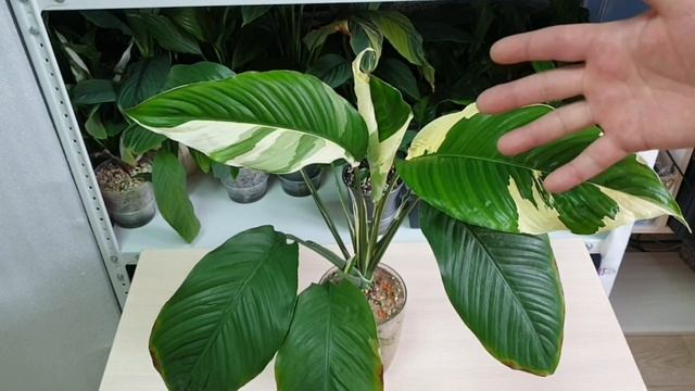 99.  как вырастить спатифиллум в речном песке смотреть онлайн