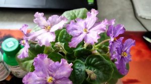 Осенняя обработка фиалок! Профилактика и лечение!