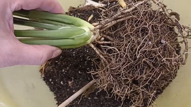 Спатифиллум Пикассо: деток не дает, вара мало - даю пос? смотреть онлайн