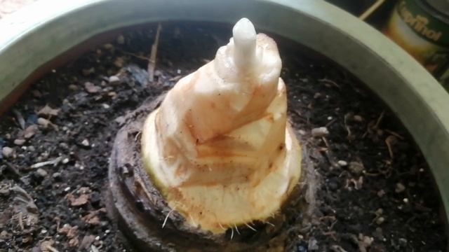 РЕАНИМАЦИЯ СТРЕЛИЦИИ "Николай" смотреть онлайн