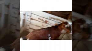 можно ли покрыть козлом своих козочек дочерей