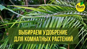 Как правильно выбрать удобрение для комнатных растений?