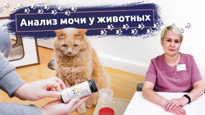 Анализ мочи у животных: Основные показатели и их значение