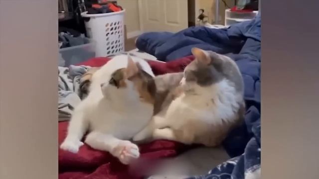 Приколы с котами! - С ОЗВУЧКОЙ! Смешные видео про живот? смотреть онлайн