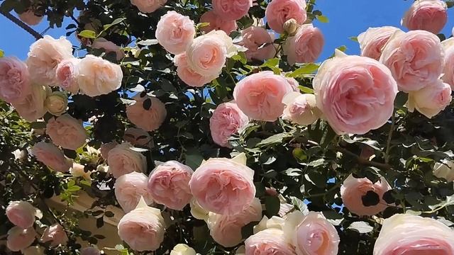 Райская роза Пьер де Ронсар. 23 мая 24 года смотреть онлайн