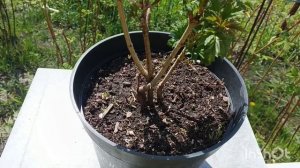 Дачная приятная работа / Калина Бульдонеж